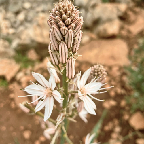 Untitled design (32)